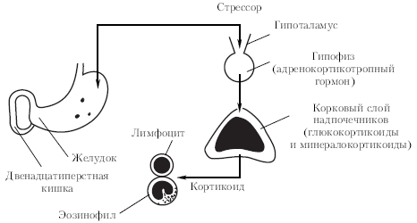 Контрольная работа: Концепция стресса Г Селье и общий адаптационный синдром